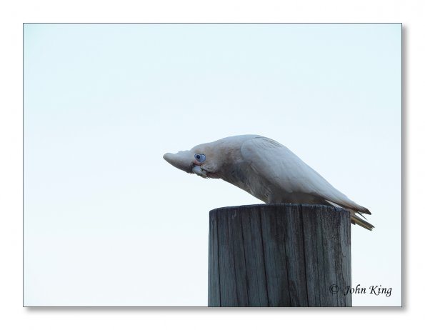 Corella
Olympus E-30
