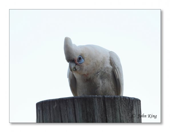 Corella
Olympus E-30