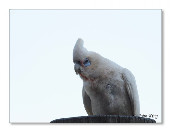 Corella
Olympus E-30