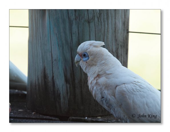 Corella
Olympus E-30