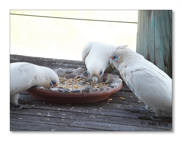 Corella
Olympus E-30