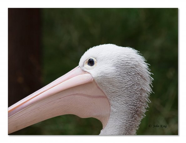 Australian Pelicans at Healesville Wildlife Sanctuary