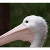 View the image: Australian Pelicans at Healesville Wildlife Sanctuary