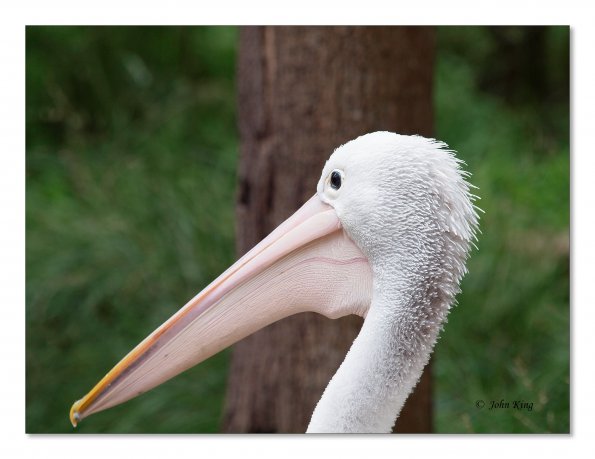 Australian Pelicans at Healesville Wildlife Sanctuary