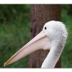 View the image: Australian Pelicans at Healesville Wildlife Sanctuary