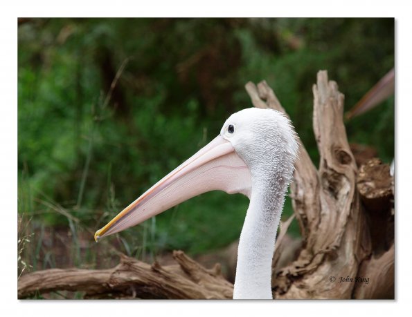Australian Pelicans at Healesville Wildlife Sanctuary