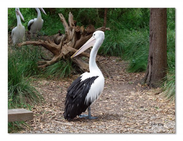 Australian Pelicans at Healesville Wildlife Sanctuary