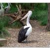 View the image: Australian Pelicans at Healesville Wildlife Sanctuary