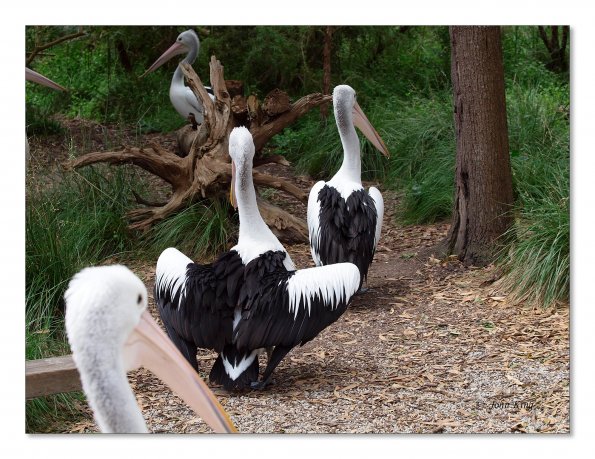 Australian Pelicans at Healesville Wildlife Sanctuary