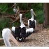 View the image: Australian Pelicans at Healesville Wildlife Sanctuary