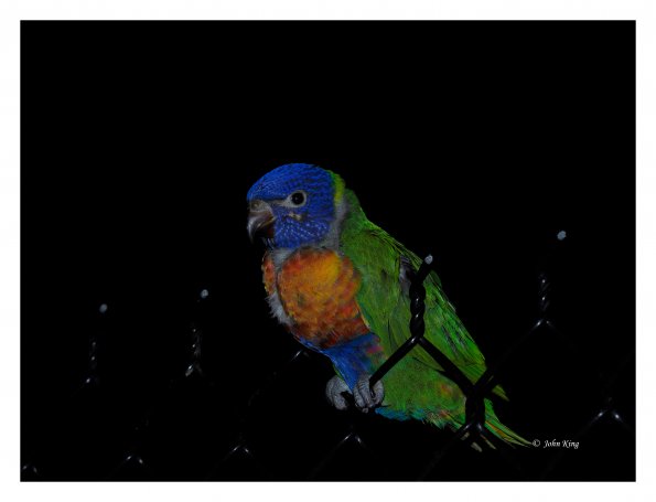 Olympus OM-D E-M1 MkII MILC