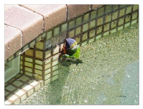 Olympus OM-D E-M1 MkII MILC