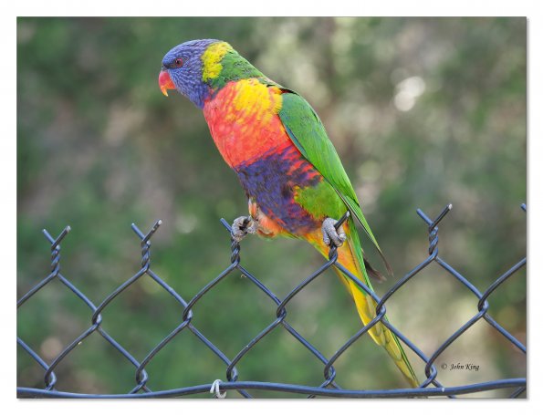 Olympus OM-D E-M1 MkII MILC