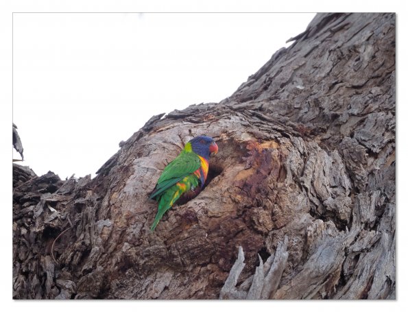 Rainbow Lorikeet