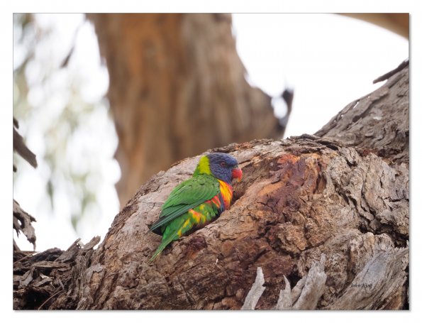 Rainbow Lorikeet