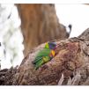 View the image: Rainbow Lorikeet