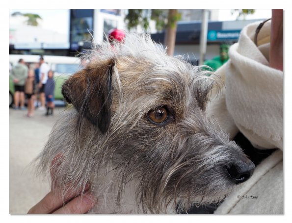 Beaumaris Concourse Car Show 12 Feb 2023