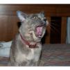 View the image: Rosa yawning