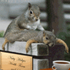 View the image: Squirrels_image0011