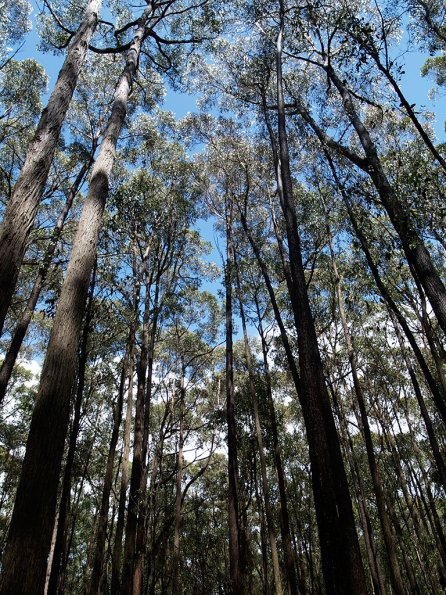 Bunyip SP 11Jan12_420_Ew