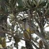 View the image: Wattle bird in Banksia at Ricketts Point