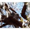 View the image: Tawny Frogmouth (Podargus Strigoides)