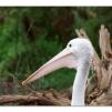 View the image: Australian Pelicans at Healesville Wildlife Sanctuary