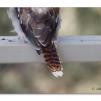 View the image: Baby kookaburra tail feathers