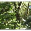 View the image: Otway Fly canopy and forest floor walk