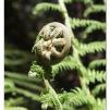 View the image: Otway Fly canopy and forest floor walk