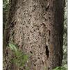 View the image: Otway Fly canopy and forest floor walk
