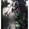 View the image: Otway Fly canopy and forest floor walk