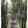 View the image: Otway Fly canopy and forest floor walk