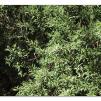 View the image: Otway Fly canopy and forest floor walk