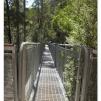 View the image: Otway Fly canopy and forest floor walk