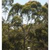 View the image: Otway Fly canopy and forest floor walk