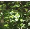 View the image: Otway Fly canopy and forest floor walk