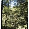 View the image: Otway Fly canopy and forest floor walk