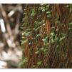 View the image: Otway Fly canopy and forest floor walk