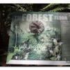 View the image: Otway Fly canopy and forest floor walk