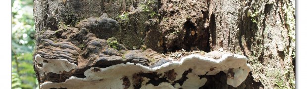 Otway Fly:
Otway Fly canopy and forest floor walk