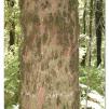 View the image: Otway Fly canopy and forest floor walk