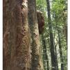 View the image: Otway Fly canopy and forest floor walk