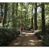 View the image: Otway Fly canopy and forest floor walk