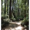 View the image: Otway Fly canopy and forest floor walk