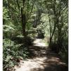 View the image: Otway Fly canopy and forest floor walk
