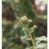 View the image: Otway Fly canopy and forest floor walk