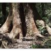 View the image: Otway Fly canopy and forest floor walk