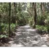 View the image: Otway Fly canopy and forest floor walk