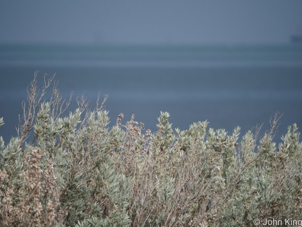 _M242074-246